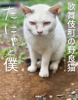 歌舞伎町の野良猫「たにゃ」と僕の画像